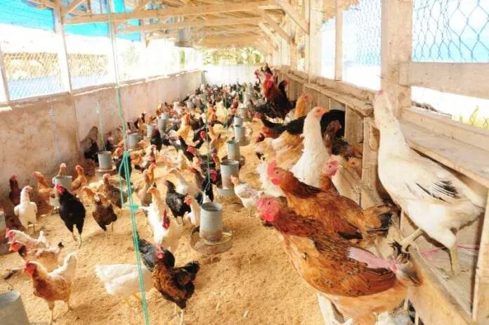 Peluang Bisnis Ternak Ayam Kampung