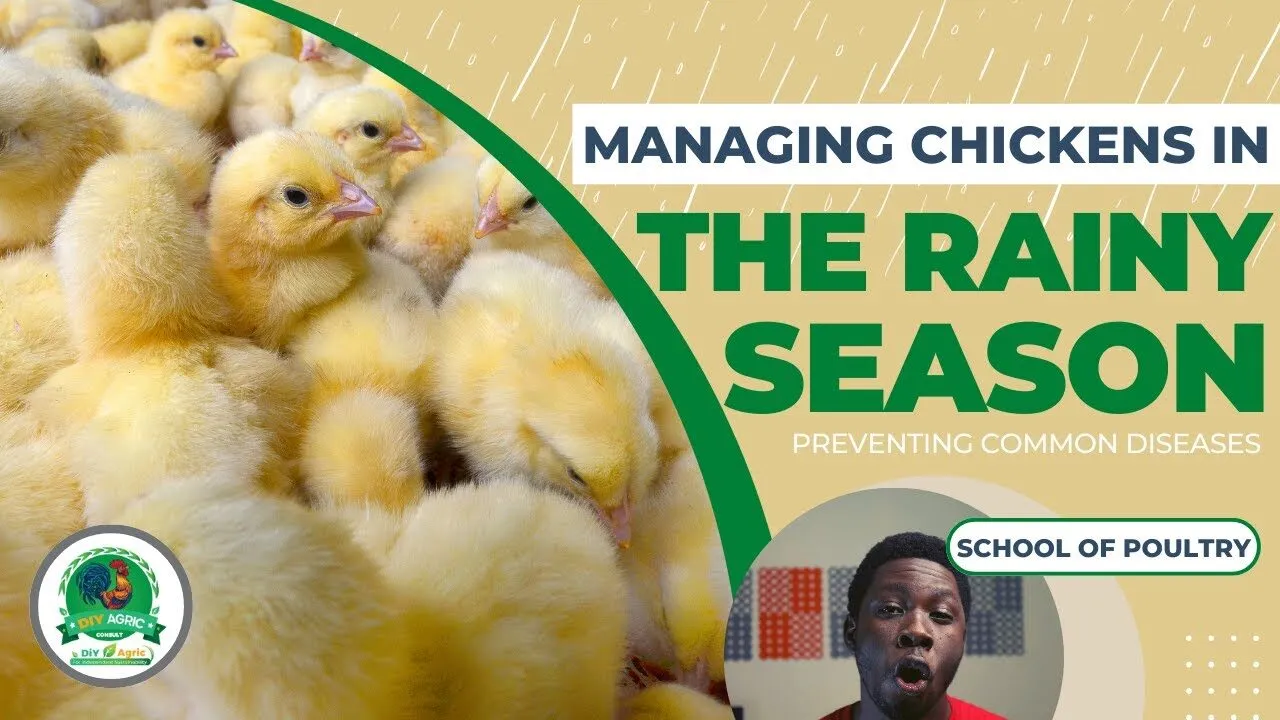 Prevent and Treat Common Chicken