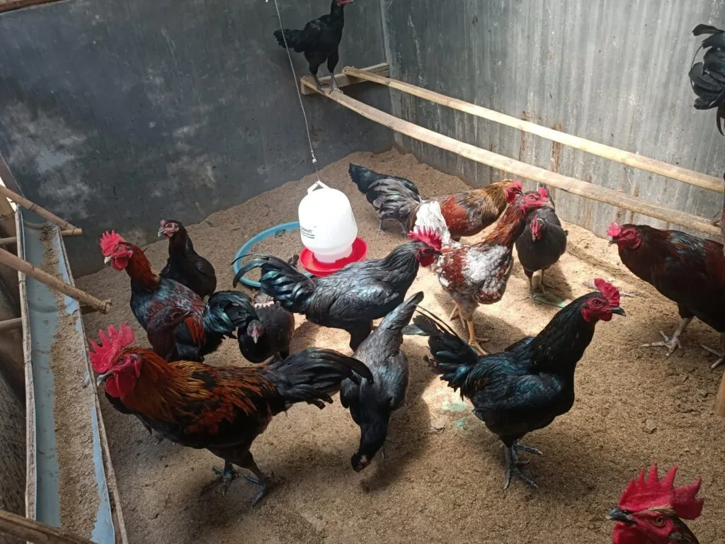 Peluang Bisnis Ternak Ayam Kampung
